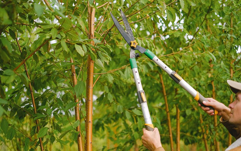 Tree trimming in Clarence, IA