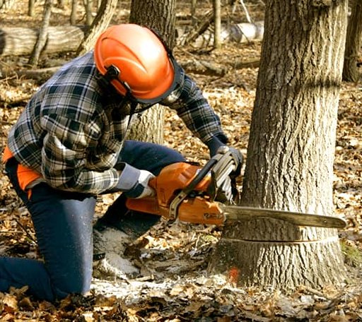 Tree Removal in Clarence, IA